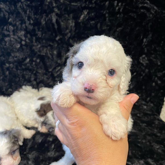 Meet your Posher, Dima - Picture 1 of 1